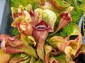 Sarracenia purpurea ssp. venosa