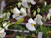 Utricularia alpina