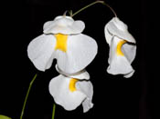 Utricularia alpina - Henri Pittier