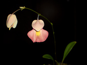 Utricularia alpina x campbelliana