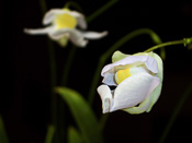 Utricularia alpina x endresii