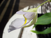 Utricularia alpina x endresii