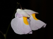 Utricularia alpina x endresii