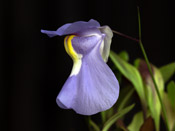 Utricularia alpina x humboldtii