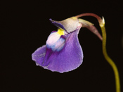 Utricularia arcuata