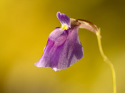 Utricularia arcuata