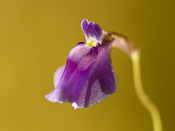 Utricularia arcuata