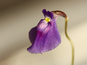 Utricularia arcuata