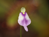 Utricularia arenaria