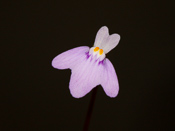 Utricularia arnhemica