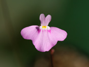 Utricularia arnhemica