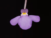 Utricularia arnhemica