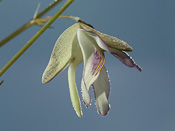 Utricularia asplundii