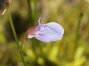 Utricularia babui - Blüte