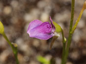 Utricularia babui