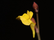 Utricularia bifida