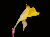 Utricularia bifida