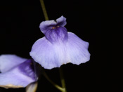 Utricularia biloba