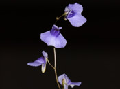 Utricularia biloba