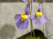 Utricularia ex. bisquamata var. esterhuysenae