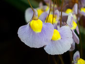 Utricularia ex. bisquamata var. esterhuysenae