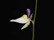 Utricularia blanchetii