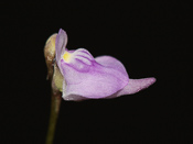 Utricularia caerulea