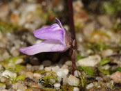 Utricularia caerulea