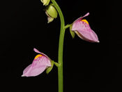 Utricularia calycifida