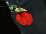 Utricularia campbelliana