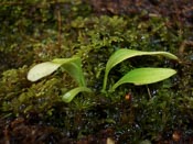 Utricularia campbelliana