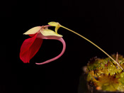 Utricularia campbelliana