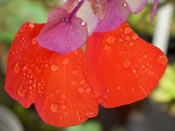 Utricularia campbelliana