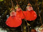 Utricularia campbelliana