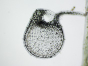 Utricularia campbelliana