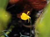 Utricularia cornuta