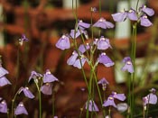 Utricularia dichotoma