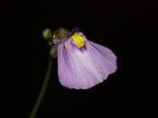 Utricularia dichotoma