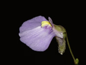 Utricularia dichotoma