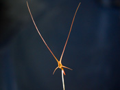 Utricularia dunlopii