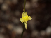 Utricularia firmula