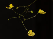 Utricularia flaccida