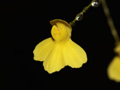 Utricularia flaccida