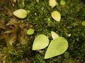 Utricularia geminiloba