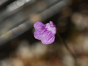 Utricularia geoffrayi