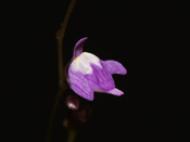 Utricularia geoffrayi