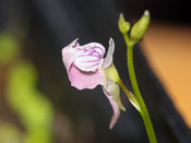 Utricularia heterosepala