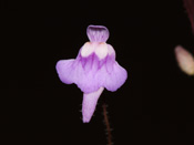 Utricularia hirta