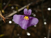 Utricularia inaequalis