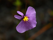 Utricularia inaequalis